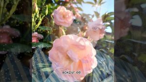 РОЗА. Музыка о нежности и любви. Прекрасные слова в сопровождении сгенерированной нейросетью музыки.