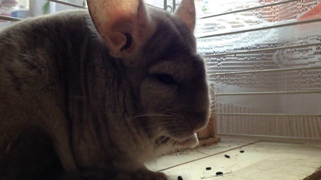 Шишка кушает изюм смотреть онлайн