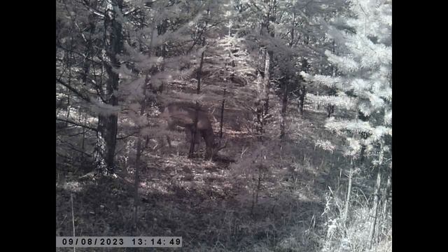 СИБИРСКАЯ КОСУЛЯ КАБАН И ЗАЯЦ смотреть онлайн