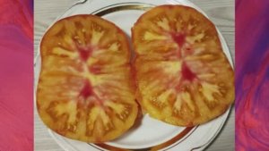 Гномы томатные. Каталог 2024 года и обзор томатных гномов. г. Киров