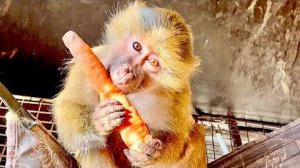 ТИХОЕ ВИДЕО! Вы можете увидеть, как гамадрилята ведут себя одни....