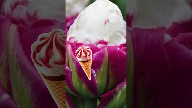 топ-5 необычных тюльпанов