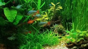 спец в аквариумистике