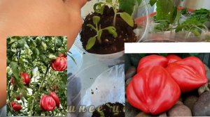 ОБЗОР рассады на 2 марта!