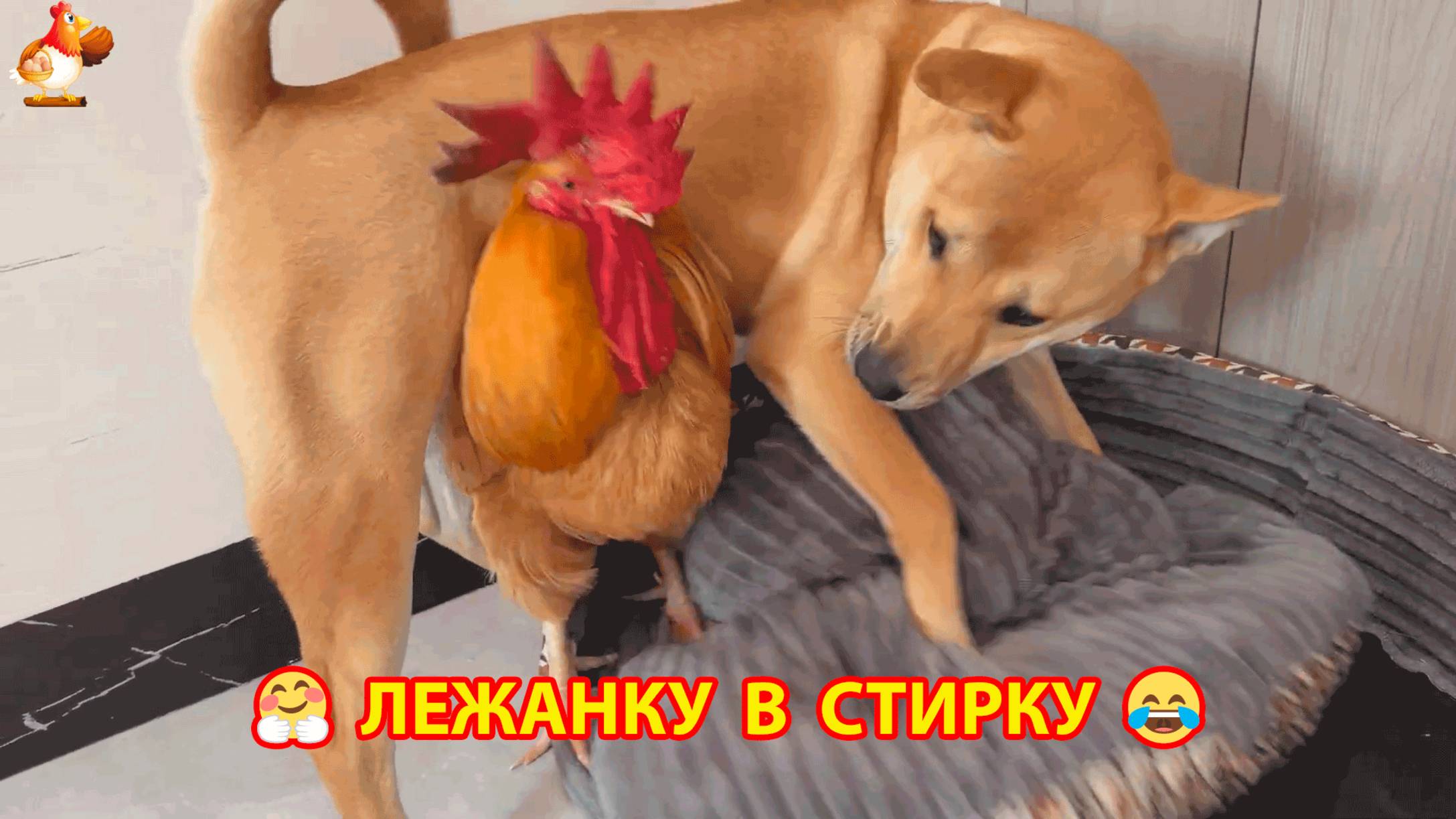 Потасовка на лежаночке Пса и стирка матраса ❣ 🥰 😂 