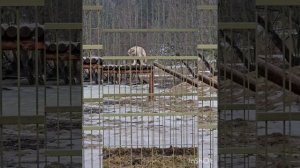 Парк львов Земля Прайда 🐅🐪🐾🦁