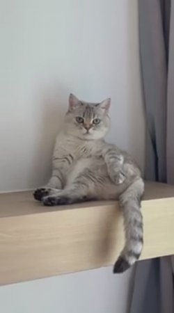 Слежу за Мисой 👀