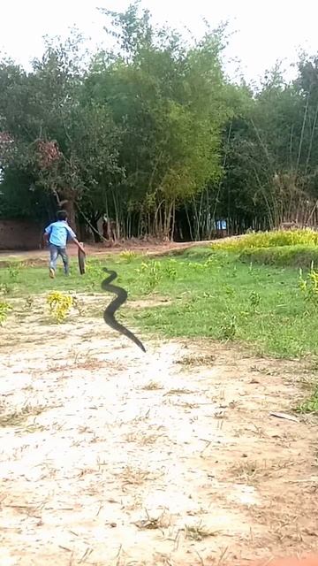 vfx magic snake attack on child #youtubeshorts #shortsvideo #shorts смотреть онлайн