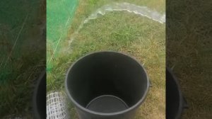 Абиссинская скважина игла в Челябинске и домашние курочки.