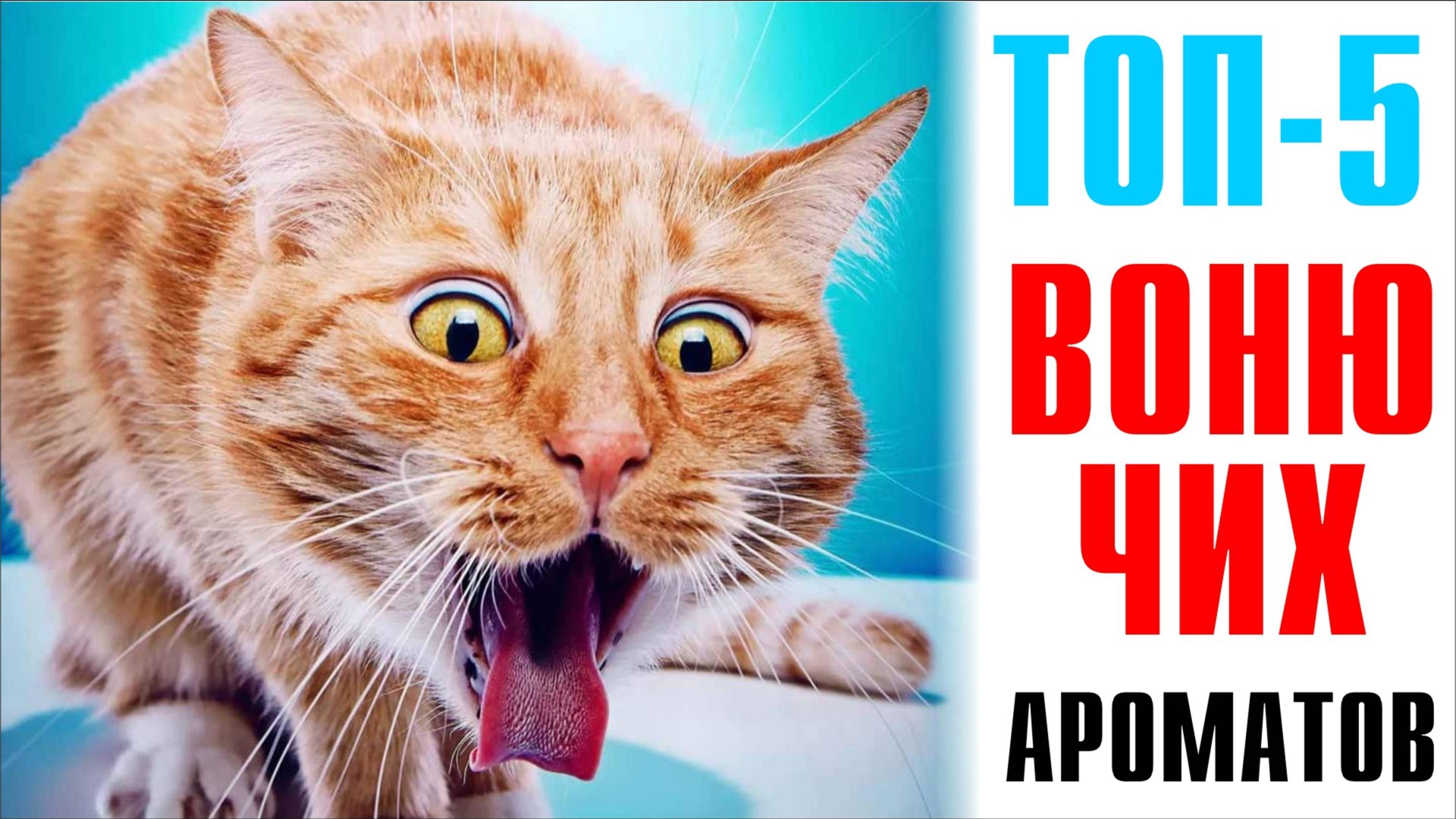 ТОП-5: САМЫЕ МЕРЗКИЕ АРОМАТЫ — ХОЧЕТСЯ ПРОВЕТРИТЬ КОМНАТУ! // Быка-быка, курлык-курлык! смотреть онлайн