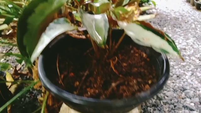garden makeover malayalam // low cost garden ideas #makeover #tips #gardenlovers #gardentour #farm