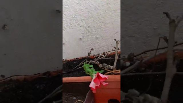 Балконное цветоводство
