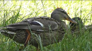 Наблюдение за дикой уткой Кряквой.