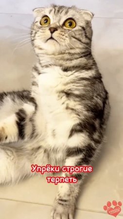 кошки