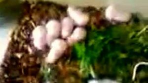 детеныши сирийского хомяка