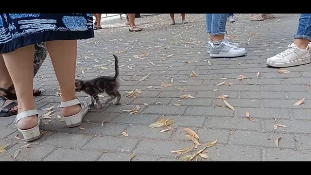 Один в городе. Котёнок. Запорожье 27.6.2022. смотреть онлайн