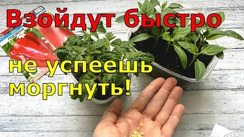 Сею ТОМАТЫ и ПЕРЦЫ вот ТАК и РАССАДА всегда КРЕПКАЯ всегда!