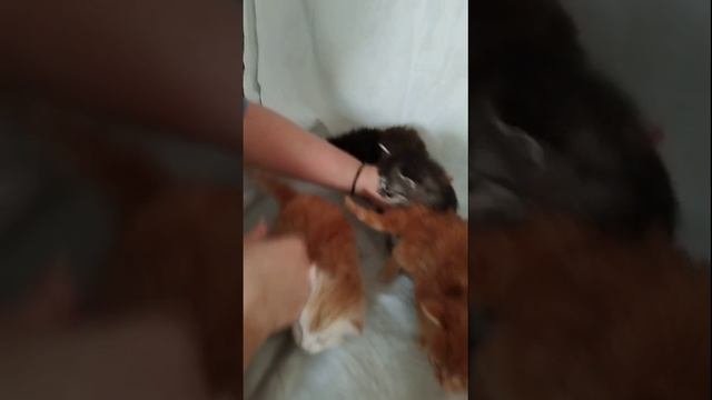 Котята Мейн-Кун