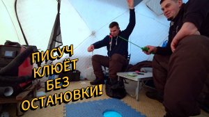 Нашли место где никого нет, а писуч клюёт без остановки! | Зимняя рыбалка