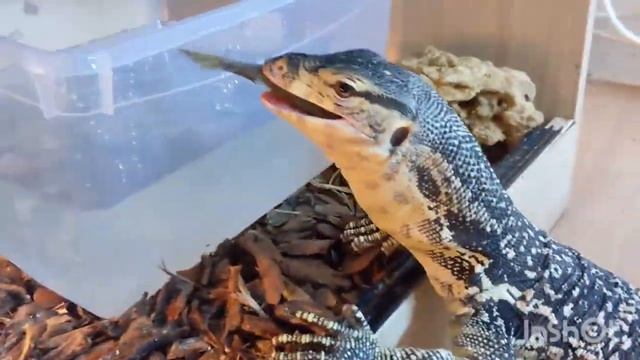 Varanus in da house. || Salvator monitor. смотреть онлайн