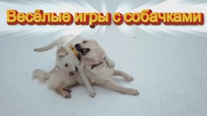Весёлые игры с собачками