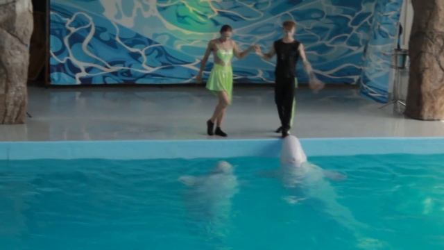 Дельфинарий Лазаревское.Отрывки из шоу.Июль 2018 смотреть онлайн