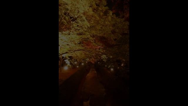 北野天満宮 紅葉ライトアップ in 京都