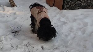 Зимние радости: Как наша собачка веселится в снегу!