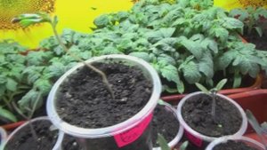 Не выбрасывайте ХИЛУЮ рассаду томатов! Она еще может вас удивит!