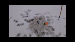 Вуокса, Щучка. 1 марта 2025г.