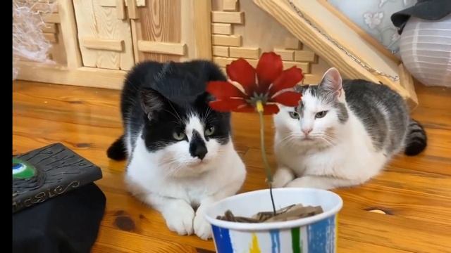 Хитрый и ХАмяк. а-ну-ка давай-ка играют в among us