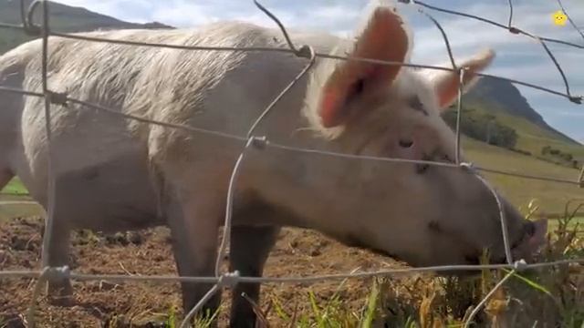 Кого привёз синий трактор? Корову лошадь свинью Домашние животные для детей и звуки животных смотреть онлайн