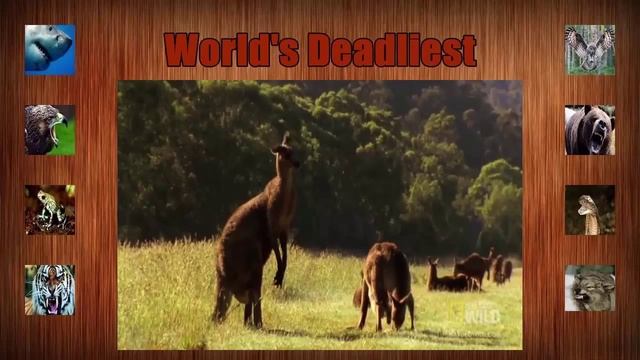 World s Deadliest - Kangaroo Kickboxing смотреть онлайн