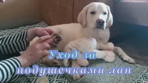 Уход за подушечками лап