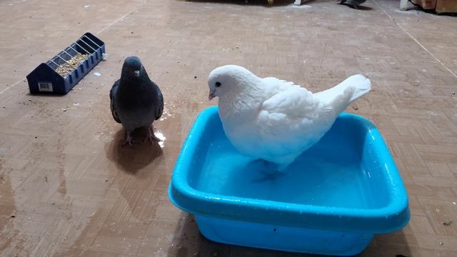 Выходной с животными смотреть онлайн