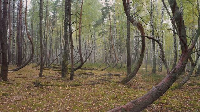 Танцующий лес смотреть онлайн