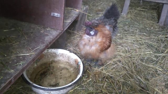 Китайськие шелковие голошейки,как прижился питух,совет по подселению кур,снег) смотреть онлайн