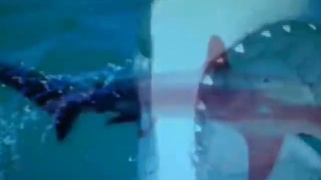 Клип про акул смотреть онлайн