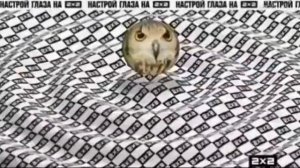 заставка рекламы 2х2 (11.09.2017/17.12.2017)