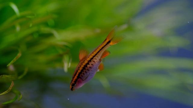 Blyxa Japonica Care Guide смотреть онлайн