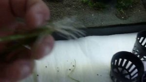 ACUARIO LIFE! HACIENDO MACETAS DE VALLISNERIA NANA