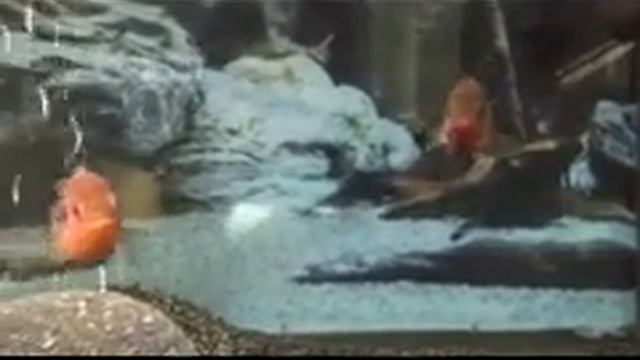 Mücevher Cichlid ( Hemichromis lifalili ) смотреть онлайн