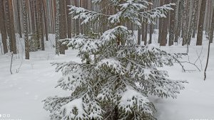 Зима весне не уступает, лес снова снегом заметает. Снег в марте. Спокойная красивая мелодия.