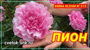 Пион Emma Klehm. Цветение 2022 года / Сад Ворошиловой