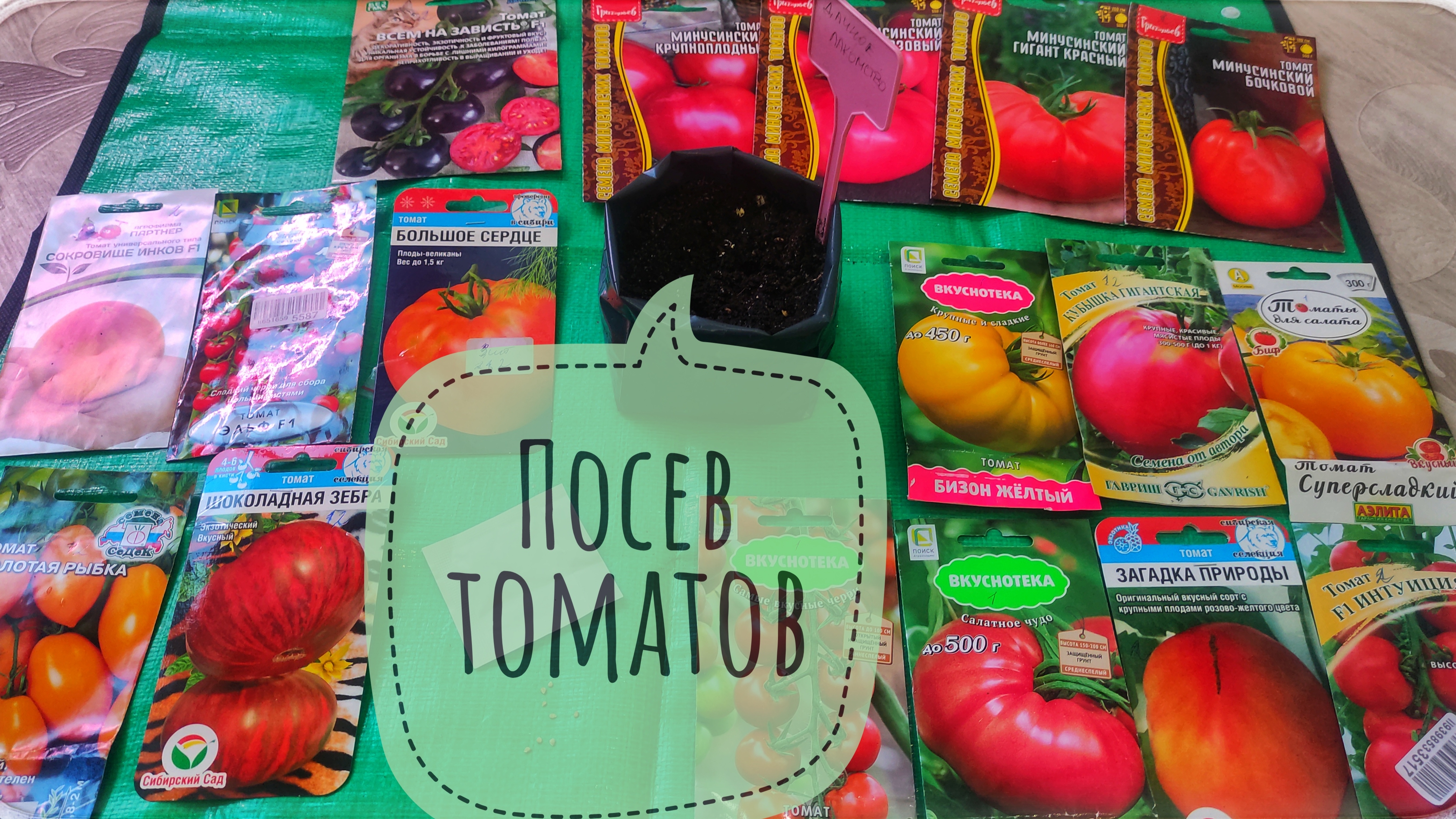 Посев томатов на рассаду для теплицы. Сеем томаты в марте. Какие сорта посажу в сезоне 2025.