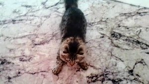 Кот сошёл с ума)))