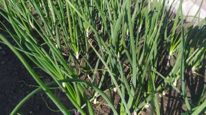 Высадка рассады лука в грунт