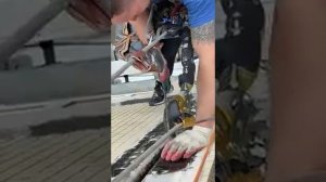 Золотые швы