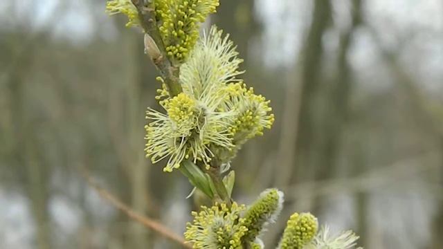 Salix смотреть онлайн