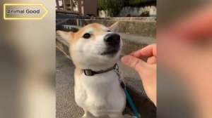 Самые смешные животные 😂 Приколы с котами и собаками 2025 😺🐶 Часть 23
